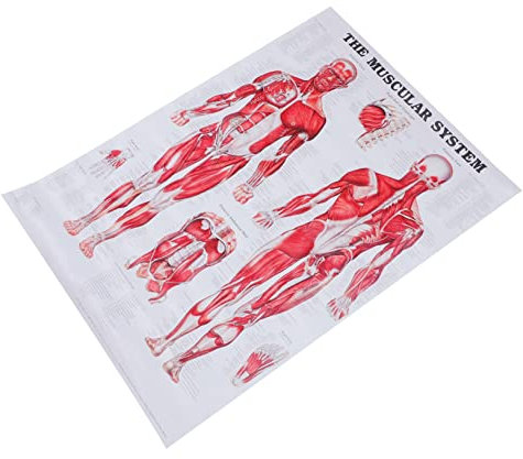 PartyKindom 3 Stück Menschliche Anatomie Muskelanatomie Poster Wand Anatomische Diagramme Medizinisches Poster Anatomie-Lehrdiagramm Menschlicher Poster Anatomie Skelett Poster