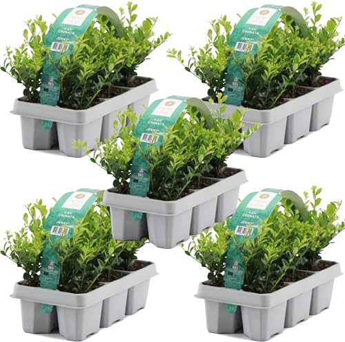 GardenersDream 30X Ilex Crenata 'Jenny' – Plantes de Haie Persistantes, Robustes et Faciles d’Entretien – Arbustes pour Bordures et Topiaires Toute l’Année