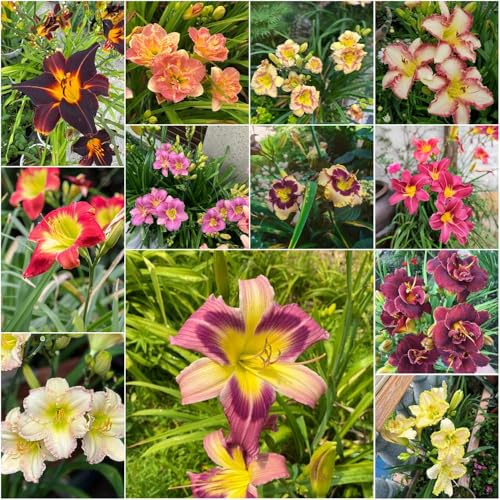 taglilien wohnzimmer pflanzensamen blumensamen einfacher Anbau pflanztopf bonsai heilpflanzen blumenwiese garden - Hemerocallis 30samen