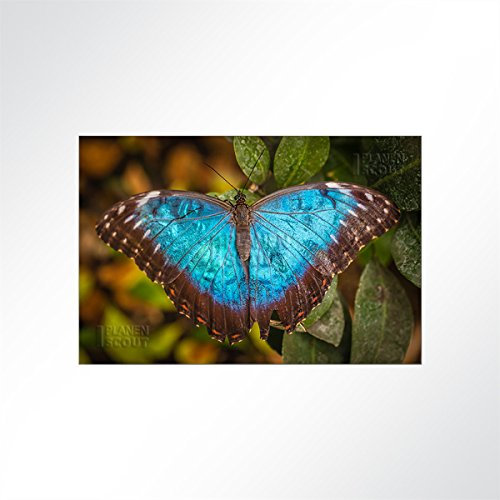 LYSEL® Absorberbild - Schmetterling 200x150x5,5cm - Akustikbild Schallschlucker mit 50mm Schaumstoff aus Basotect® G+