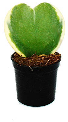 Exotenherz - Hoya kerii - zweifarbige Herzblatt-Pflanze, Herzpflanze oder Kleiner Liebling - 6cm Topf - Sukkulente