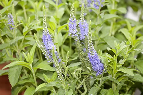 Veronica longifolia 'Blauriesin' 9x9 cm Topf – Winterhart, Mehrjährig, Pflegeleicht – Ehrenpreis – Staude für Beet & Rabatte