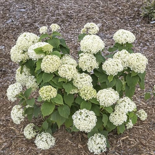 Zwerg-Hortensie Bianchetta 30-40cm - Hydrangea arborescens - lebende Gartenpflanze aus den Baumschulen