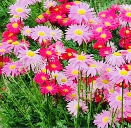 Buy4seeds 50x Chrysanthemum Giant Mixed Perennial Seeds Easy for Grow Garden
