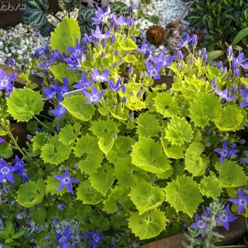 semi di campanula perenni da giardino roccioso resistenti decorazione di campanule ornamentali decorazione decorativi resistenti al balcone 400pcs