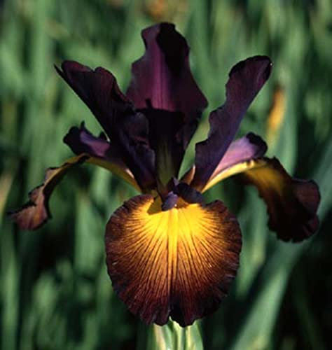 Iris siberiano - Perenne resistenti al freddo-Design unico