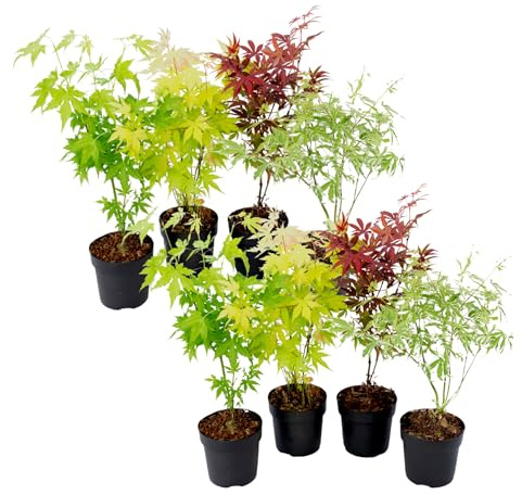 Plant in a Box - Acer palmatum 'Atropurpureum', 'Going Green', 'Orange Dream', 'Butterfly' - Set de 8 - Pot de 10,5cm - Hauteur 25-40cm