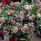 Viburnum Gwenllian Plantas de Jardín Exterior Listas Arbusto de Hoja Perenne en Maceta