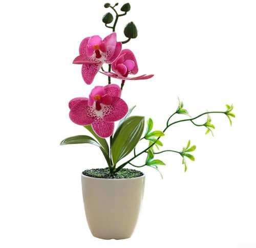 Phalenopsis - Pot inclus, plante d'intérieur, orchidée vivante à double pointes Phalaenopsis parfaite pour la maison, le bureau, Noël, les anniversaires, les anniversaires de mariage (rouge violet)