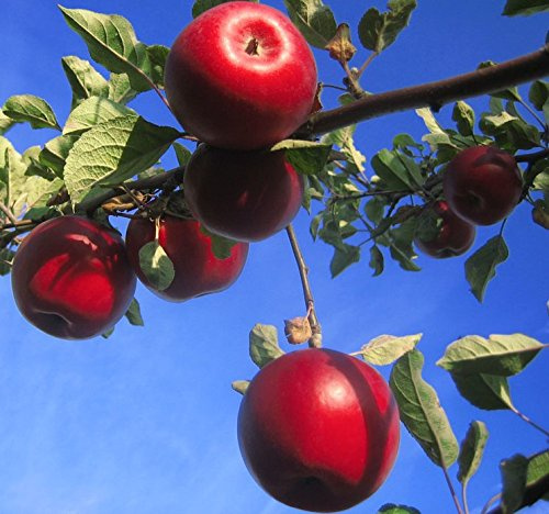 Apfelbaum Roter Jonathan Winterapfel Lagersorte Halbstamm 150-170 cm 10 L Topf Unterlage M7