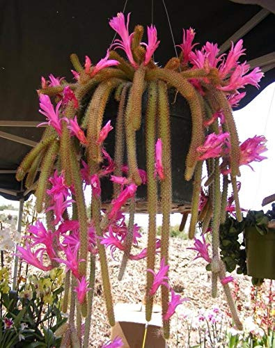 Cactus À Queue De Souris Aporocactus Flagelliformis Fleurs Roses Fleurs De Bonsaï