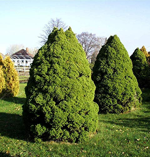 Zuckerhut Fichte 125-150cm - Picea glauca - lebende Gartenpflanze aus den Baumschulen