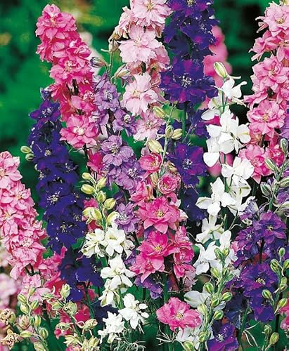1 Pack of 300 SEEEDS Larkspur Giant Imperial Mixed