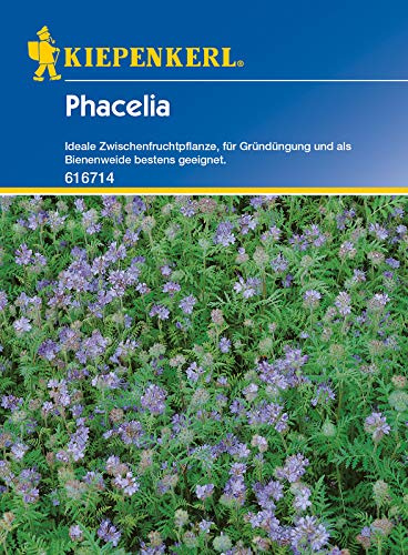 Phacelia 50gr, Ideale Zwischenfruchtpflanze, für Gründüngung und als Bienenweide bestens geeignet