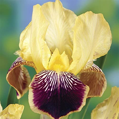Iris barbuto-Bulbi di Iris Lampadina Della Decorazione Del Giardino Della Casa Dei Fiori Dei Grandi Petali Di Iris Mix Piante Perenni Fiori Alto Tasso Di Germinazione
