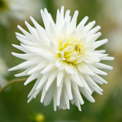 Dahlia My Love Flower Bulbs - Summer Flowering Bee Plants - Easy to Grow Semi-Cactus Tubers for Large, Pure White Double Flowers - Plant in Beds, Borders, and Pots (Pack of 3 Dahlia Bulbs)