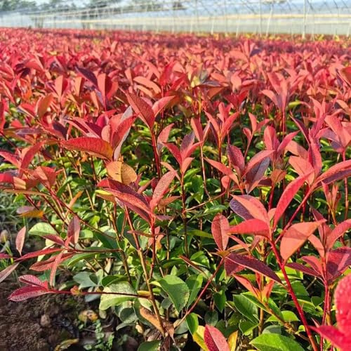 Semillas de Photinia de interior balcón jardín en el balcón trepadoras decoraciones jardín exteriores variedades tradicionales orgánicas 400pcs