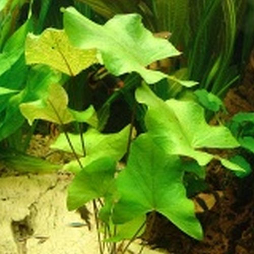 1 x Live Aquarium Bulb - Green Tiger Lotus - Plant Tropical Fish Tank Hide for Betta