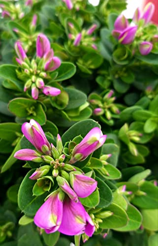 POWERS TO FLOWERS - POLYGALA NANA BABY PINK, VASO 14CM, pianta vera
