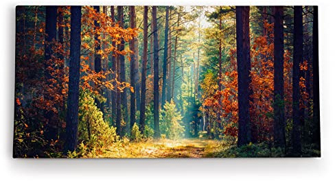 Paul Sinus Wandbild 120x60cm Wald Waldweg Bäume Sonnenstrahl Natur Herbst