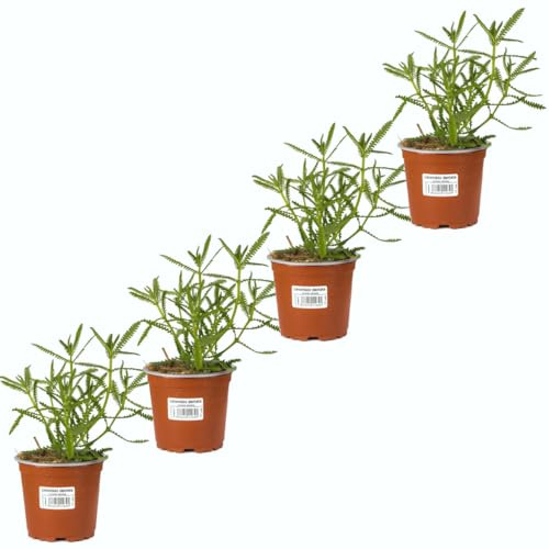 Lavanda Dentata |Pack 4 Plantas | DECOALIVE Planta Aromática Natural