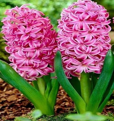 90 graines de fleurs de jacinthe
