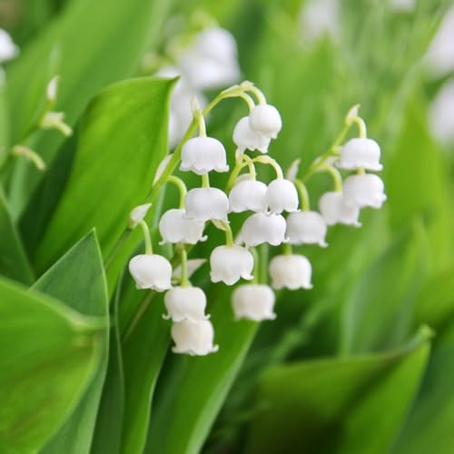 bulbi di mughetto - perenni resistenti giardino roccioso 15pcs