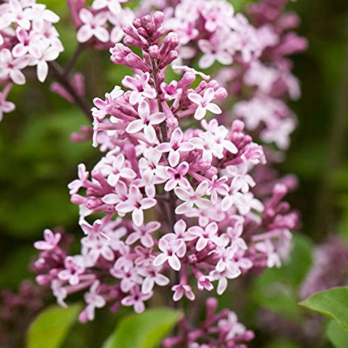 Syringa Palibin - Lilas de Corée, arbuste à fleurs rustique de jardin