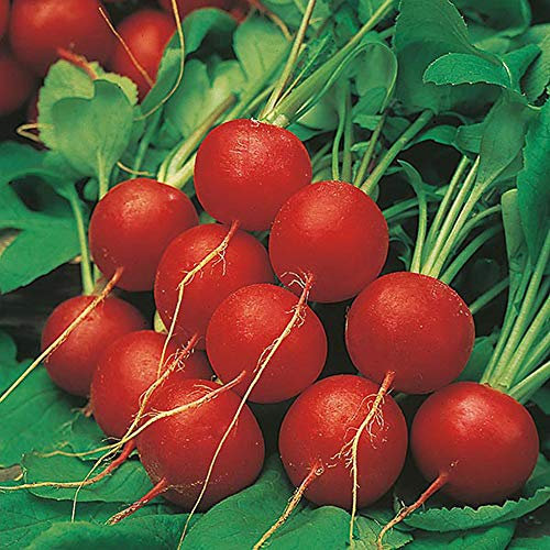 Radish Seeds Variety Scarlet Globe Country Value Approx 1750 Seeds Vegetable