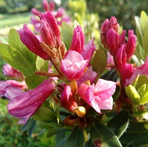 Bewimperte Alpenrose Typ Schnupper 10-15cm - Rhododendron hirsutum - lebende Gartenpflanze aus den Baumschulen