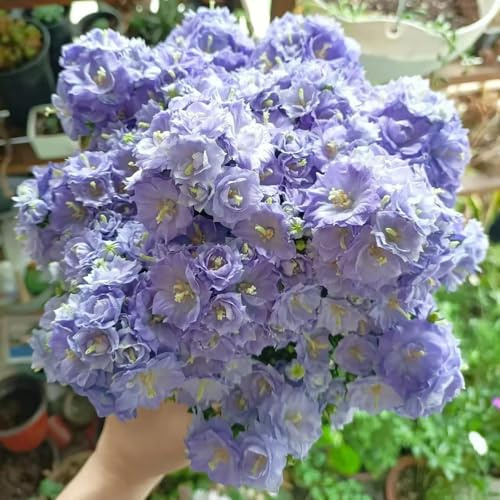 GlockenblumeSamen-Campanula Medium、zum einpflanzenPflanzengarten、Wunderschön leuchtende mit winterharte kübelPflanzen200pcs