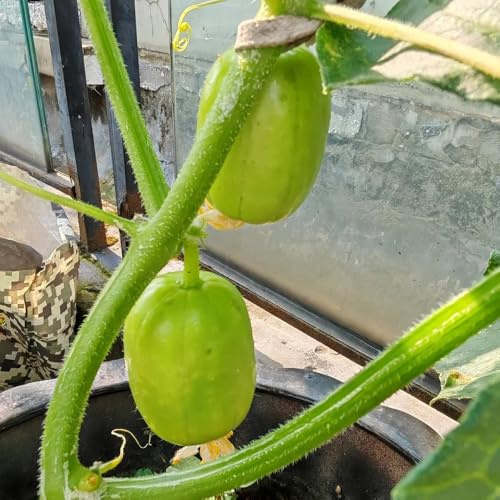 semillas de pepino pepino - cucumis sativus - orgánicas, verdes de interior pepinos de pepino invierno 25pcs