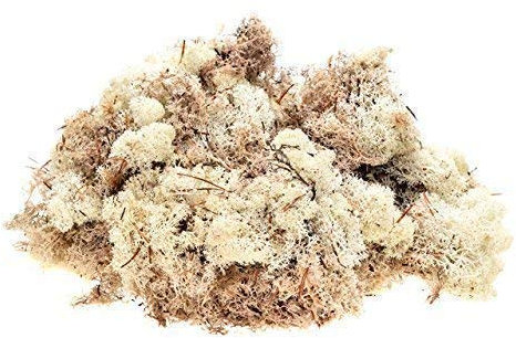 INERRA Finland Moss - Natural - Reindeer Moss Craft Plants Pots Flowers Display Modelling (250 Grams)