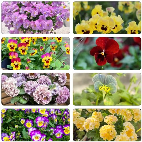 viola cornuta - semi decorazione decorativa riverdimento tetti 100pcs
