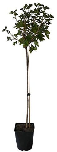 Invicta Stachelbeere grüne Früchte mehltaufest robust Fußstamm ca. 50 cm Stamm 3-5 Liter Topf