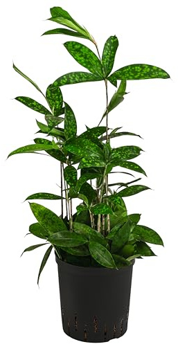 Dehner Drachenbaum, in Hydrokultur, gesprenkeltes Laub, 65 cm, Ø Topf 18 cm