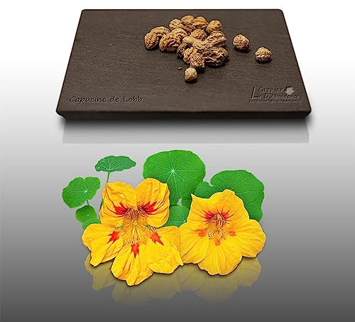 20 graines de Fleurs à semer - Le Grenier d'Abondance - CAPUCINE De Lobb - Tropaeolum majus