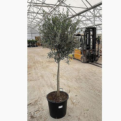 Plantas frutales SAVINI VIVAI Planta de olivo Leccino en maceta 50 cm altura 130-150 cm