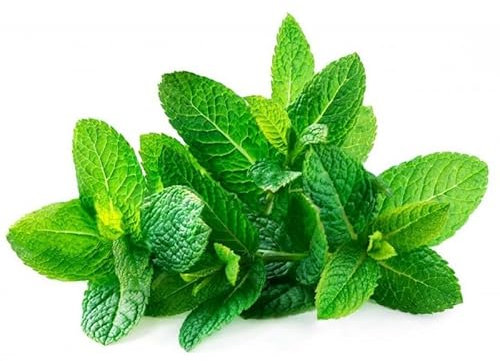 Semillas para Sembrar Hierbabuena en Casa, Terraza y Jardín Hierba Aromática