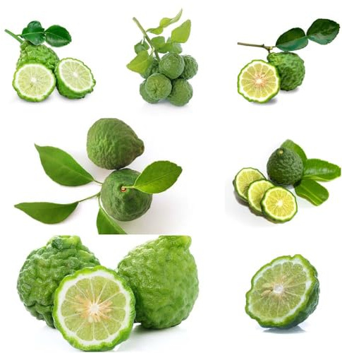 Semillas de lima kaffir - Bonsái en columnar semillas jardín de interior jardín resistentes para balcones 140pcs