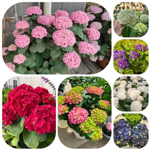 semi di ortensia resistenti - perenni esterno giardino decorazione 90pcs