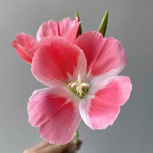 semillas de azalea de verano, resistentes azalea verano jardín, ornamentales decoración resistentes para el jardín macizo 80pcs
