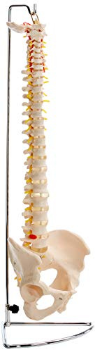 Patterson Medical Life ryggradsmodell, flexibel
