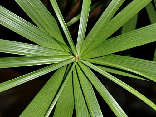 50 Semi OMBRELLO PALMA Papiro Sedge Cyperus Involucratus