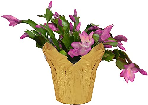DECOALIVE Planta Especial de la Navidad Cactus Schlumbergera