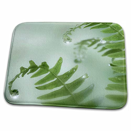 Dish Drying Mat - USA, Washington, Seabeck. Close-up of dewy deer ferns. Jaynes Gallery - Plants