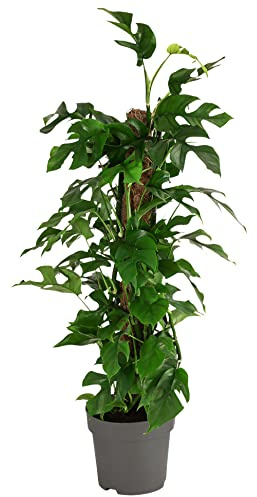 Dehner Fensterblatt, tiefe Blattschlitze, ca. 75-80 cm, Ø Topf 19 cm | Monstera minima, Rhaphidophora tetrasperma, tropische Zimmerpflanze, luftreinigend, helle bis halbschattige Standorte