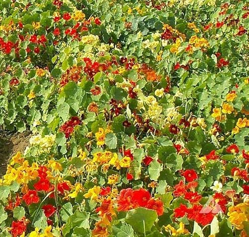 Buy4seeds Nasturtium Tom Thumb 100 Seeds TROPAEOLUM NANUM Easy to Grow Garden Yard Patio