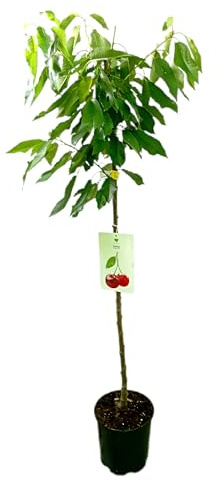 Garden Center Shop | Cerezo Precoz M25 | Árbol Frutal Natural de Cereza Temprana | Fruto Dulce y Jugoso | Planta Exterior para Huerto o Jardín