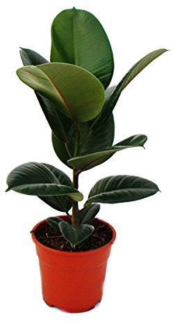 Rubber tree - Ficus elastica Robusta - 17cm pot